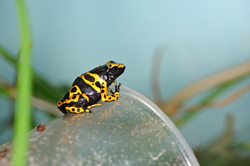 Arboreal frog