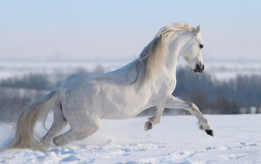 Fototapeta na wymiar Szary Welsh pony