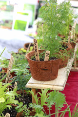 herbs in containers