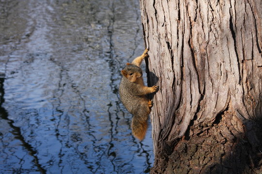 Squirrel on tree over water