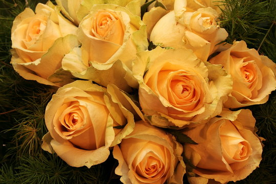 157 BESTE "Gelbe Rosen" BILDER, STOCK-FOTOS & -VEKTORGRAFIKEN | Adobe Stock