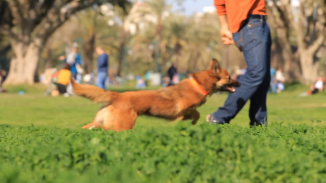 Man and dog playing in the park. Slow motion
