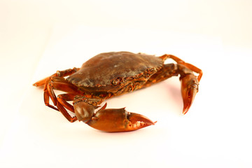 crab