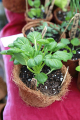 garden nursery