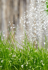 Watering can on the garden close up shoot