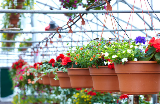 Beautiful Flowers At Flower Shop.