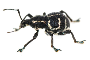 weevil on the white paper