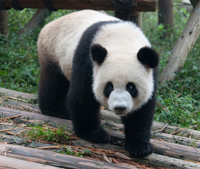 Walking giant panda bear