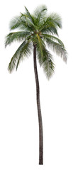 Obraz premium Coconut palm tree isolated on white background