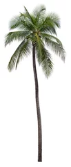 Wall murals Palm tree Coconut palm tree isolated on white background