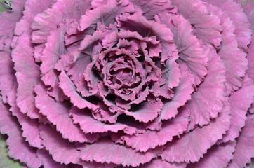 花キャベツ