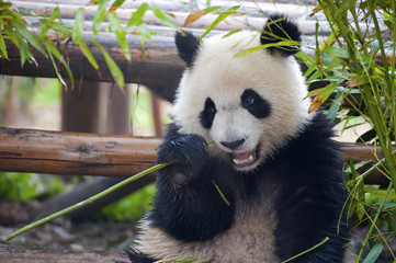 Fototapety  Głodny miś panda jedzący bambus