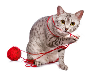 Cute Egyptian Mau plays with yarn