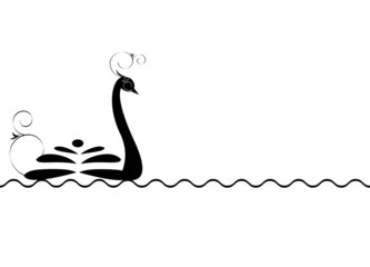 black swan swims