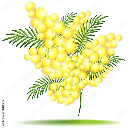 FOTO MIMOSA FIORE DA SCARICARE