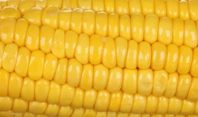 Ear of corn isolated on white