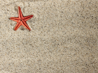 Starfish in sand