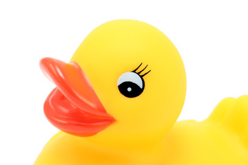 portrait of rubber ducky