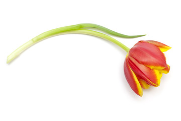 single tulip flower isolated on white background