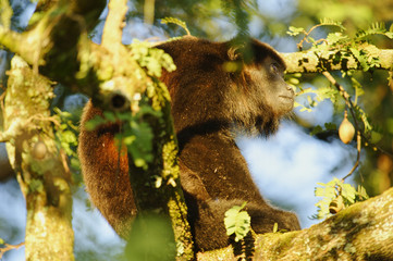 Obraz premium Howler Monkey silhouette