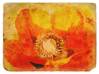 red Poppy. Old postcard