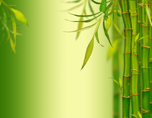 Naklejki  Tło młodych bambusowych kiełków