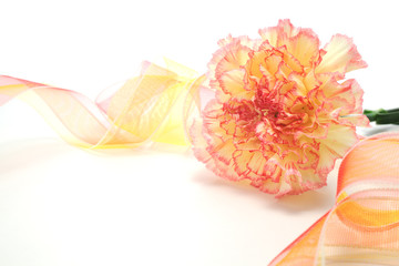 Pink yellow carnation with ribbon isolated on white background