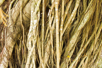 root of tree in detail