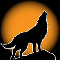 lonely wolf howling on the full moon