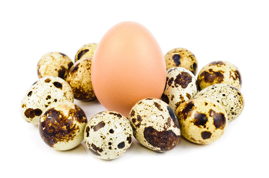 Quail eggs