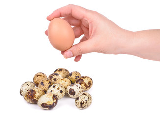 Quail eggs and hand