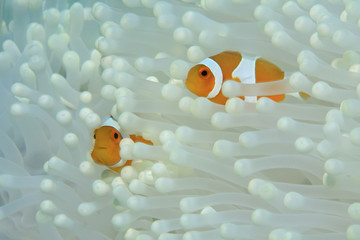 Clownfische  - Amphiprion ocellaris