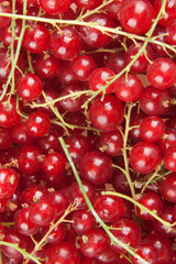 redcurrant