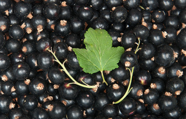 blackcurrant