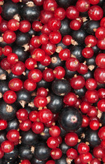 redcurrant and  blackcurrant