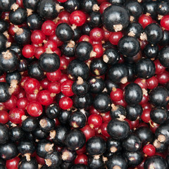 redcurrant and  blackcurrant