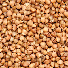 buckwheat;