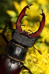Stag beetle on flowers