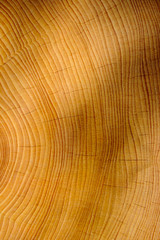 Cutted tree trunk wood texture