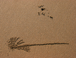 crab path in sand on beach
