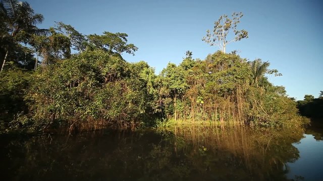 Regenwald, Amazonas