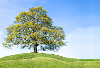 Fototapeta na wymiar Letnie drzewo