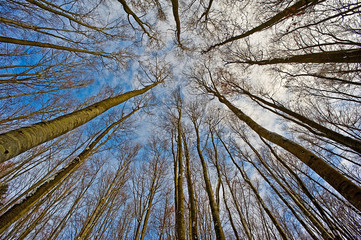 look up into the treetops