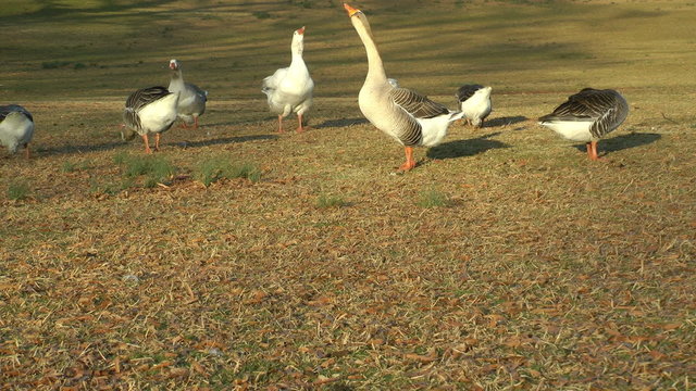 Gray geese gathering