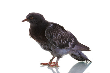 One grey pigeon isolated on white
