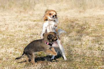 Fototapeta premium playing puppies chihuahua