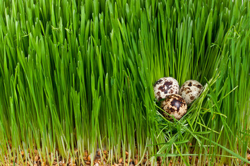 three quail eggs