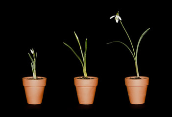 three single snowdrops in terracotta pots