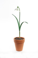 single snowdrop in terracotta pot