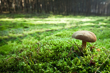 Small mushroom in misty forest